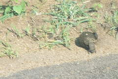 0220-Reis Zuid-Afrika2007